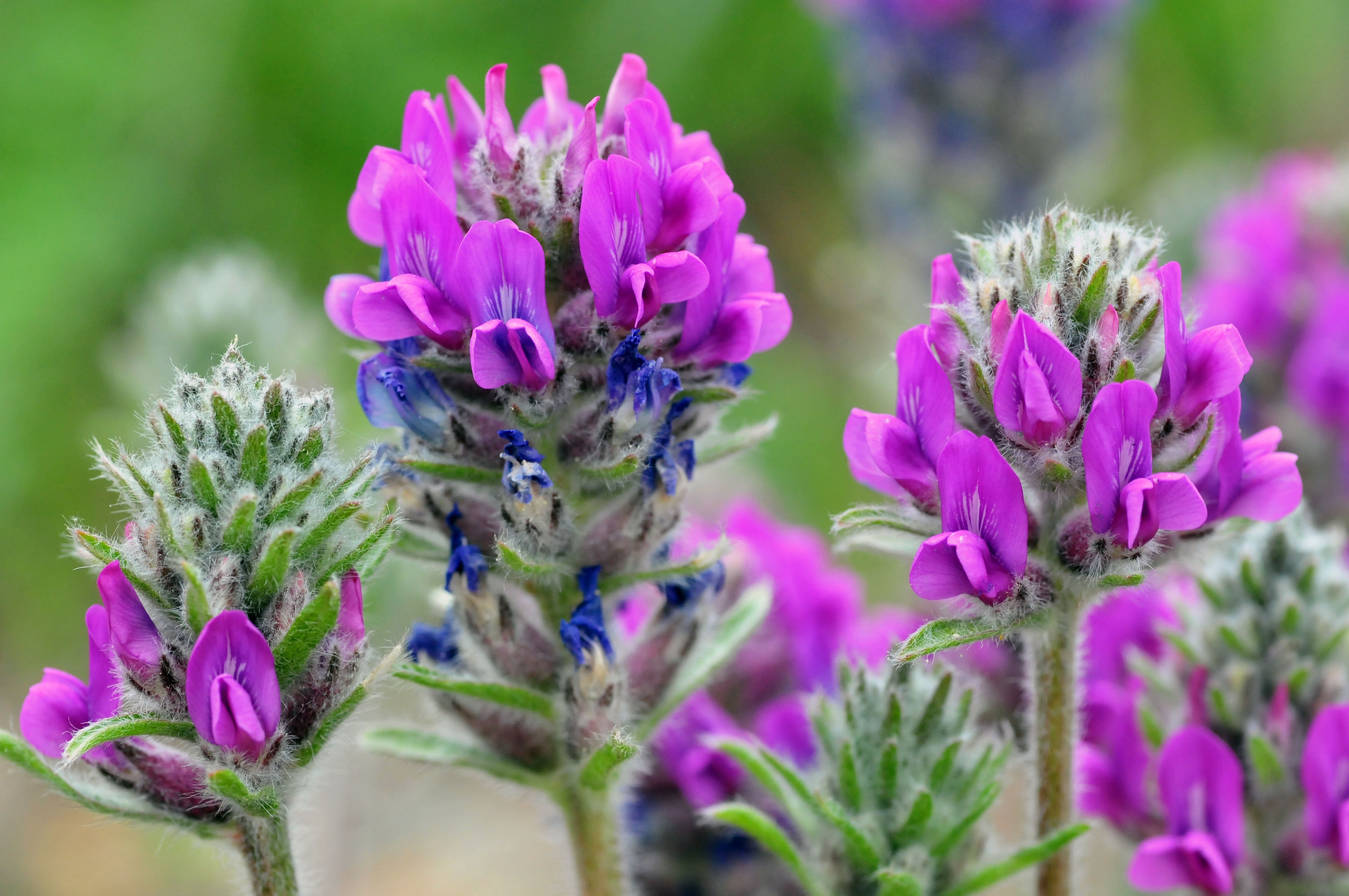 Scientists Sign On for Action Defenders of Wildlife